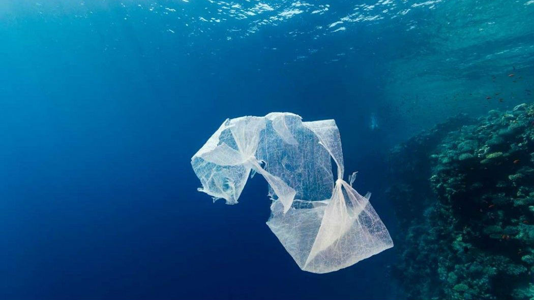 A partir del 1 de enero, el RCTB-1899 elimina las bolsas de plástico