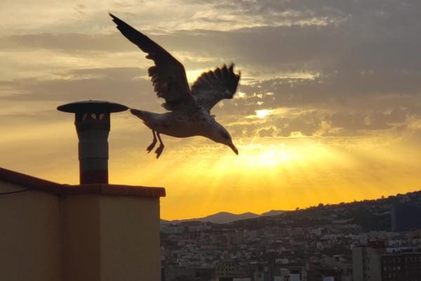 Autor: Eric Rosas | Títol obra: El atardecer de Fátima | Categoria: Paisatge